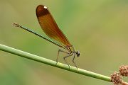 Bronzene Prachtlibelle - Calopteryx haemorrhoidalis 