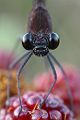 Bronzene Prachtlibelle - Calopteryx haemorrhoidalis