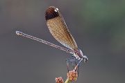 Bronzene Prachtlibelle - Calopteryx haemorrhoidalis - Weibchen