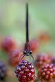 Bronzene Prachtlibelle - Calopteryx haemorrhoidalis
