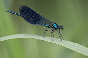 Gebaenderte Prachtlibelle - Calopteryx splendens - Maennchen