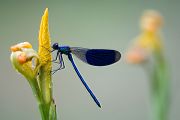 Gebaenderte Prachtlibelle - Calopteryx splendens