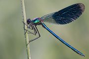 Gebaenderte Prachtlibelle - Calopteryx splendens - Maennchen