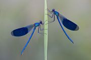 Gebaenderte Prachtlibelle - Calopteryx splendens - Maennchen
