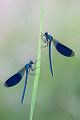 Gebaenderte Prachtlibelle - Calopteryx splendens - Maennchen