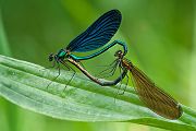 Blaufluegel-Prachtlibelle - Calopteryx virgo - Paarungsrad