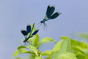 Gebaenderte Prachtlibellen - Calopteryx splendens - Maennchen Revierkampf