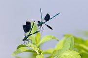 Gebaenderte Prachtlibellen - Calopteryx splendens - Maennchen Revierkampf