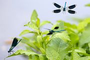 Gebaenderte Prachtlibellen - Calopteryx splendens - Maennchen Revierkampf