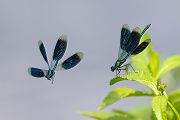 Gebaenderte Prachtlibellen - Calopteryx splendens - Maennchen Revierkampf
