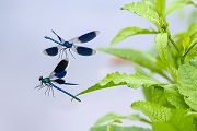 Gebaenderte Prachtlibellen - Calopteryx splendens - Maennchen Revierkampf