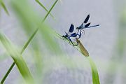 Gebaenderte Prachtlibellen - Calopteryx splendens - Maennchen Revierkampf