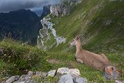 Alpensteinbock - Capra ibex, Paarhufer, Wiederkaeuer, Horntraeger, Ziegenartige, Ziegen, Capra, Bovidae, Ruminantia, Artiodactyla, Gemeiner Steinbock, Alpen, Schweiz, Berner Oberland, Steingeiß, Kitz, Geiß, Bock, Steinbock