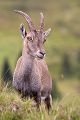 Alpensteinbock - Capra ibex, Paarhufer, Wiederkaeuer, Horntraeger, Ziegenartige, Ziegen, Capra, Bovidae, Ruminantia, Artiodactyla, Gemeiner Steinbock, Alpen, Schweiz, Berner Oberland, Steingeiß, Kitz, Geiß, Bock, Steinbock