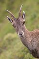 Alpensteinbock - Capra ibex, Paarhufer, Wiederkaeuer, Horntraeger, Ziegenartige, Ziegen, Capra, Bovidae, Ruminantia, Artiodactyla, Gemeiner Steinbock, Alpen, Schweiz, Berner Oberland, Steingeiß, Kitz, Geiß, Bock, Steinbock