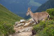 Alpensteinbock - Capra ibex, Paarhufer, Wiederkaeuer, Horntraeger, Ziegenartige, Ziegen, Capra, Bovidae, Ruminantia, Artiodactyla, Gemeiner Steinbock, Alpen, Schweiz, Berner Oberland, Steingeiß, Kitz, Geiß, Bock, Steinbock