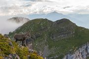 Alpensteinbock - Capra ibex, Paarhufer, Wiederkaeuer, Horntraeger, Ziegenartige, Ziegen, Capra, Bovidae, Ruminantia, Artiodactyla, Gemeiner Steinbock, Alpen, Schweiz, Berner Oberland, Steingeiß, Kitz, Geiß, Bock, Steinbock
