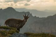 Alpensteinbock - Capra ibex, Paarhufer, Wiederkaeuer, Horntraeger, Ziegenartige, Ziegen, Capra, Bovidae, Ruminantia, Artiodactyla, Gemeiner Steinbock, Alpen, Schweiz, Berner Oberland, Steingeiß, Kitz, Geiß, Bock, Steinbock