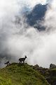 Alpensteinbock - Capra ibex, Paarhufer, Wiederkaeuer, Horntraeger, Ziegenartige, Ziegen, Capra, Bovidae, Ruminantia, Artiodactyla, Gemeiner Steinbock, Alpen, Schweiz, Berner Oberland, Steingeiß, Kitz, Geiß, Bock, Steinbock