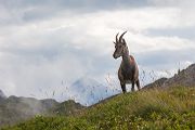 Alpensteinbock - Capra ibex, Paarhufer, Wiederkaeuer, Horntraeger, Ziegenartige, Ziegen, Capra, Bovidae, Ruminantia, Artiodactyla, Gemeiner Steinbock, Alpen, Schweiz, Berner Oberland, Steingeiß, Kitz, Geiß, Bock, Steinbock