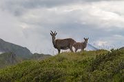 Alpensteinbock - Capra ibex, Paarhufer, Wiederkaeuer, Horntraeger, Ziegenartige, Ziegen, Capra, Bovidae, Ruminantia, Artiodactyla, Gemeiner Steinbock, Alpen, Schweiz, Berner Oberland, Steingeiß, Kitz, Geiß, Bock, Steinbock