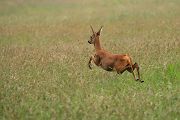 Reh - Capreolus capreolus