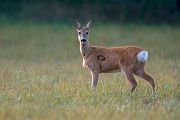 Reh - Capreolus capreolus