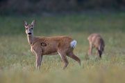 Reh - Capreolus capreolus