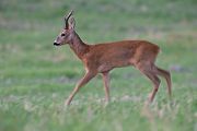Rehbock - Capreolus capreolus - Sachsen -Grimma - Säugetiere 