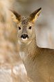 Reh - Capreolus capreolus - Sachsen -Grimma - Säugetiere 