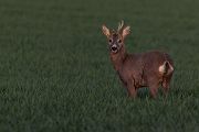 Reh - Capreolus capreolus Rehe Ricke Muldental Grimma Saeugetiere, Sprung, Rehsprung, Winter