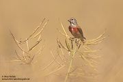 Bluthaenfling - Carduelis cannabina Voegel Maennchen Singvoegel Sperlingsvoegel Stieglitzartige Finken Zeisige Flachsfink Haenfling
