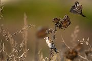 Stieglitz - Carduelis carduelis, Singvoegel, Sachsen, Grimma, Zeisige, Finken, Distelfink, Voegel, Sperlingsvögel, Vogel des Jahres 2016