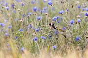 Stieglitz - Carduelis carduelis, Singvoegel, Sachsen, Grimma, Zeisige, Finken, Distelfink, Voegel, Sperlingsvögel, Vogel des Jahres 2016
