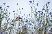 Stieglitz - Carduelis carduelis, Singvoegel, Sachsen, Grimma, Zeisige, Finken, Distelfink, Voegel, Sperlingsvögel, Vogel des Jahres 2016