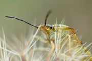 Noerdliche Fruchtwanze - Carpocoris fuscispinus 