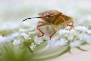 Noerdliche Fruchtwanze - Carpocoris fuscispinus 