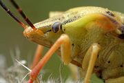 Noerdliche Fruchtwanze - Carpocoris fuscispinus 