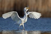 Silberreiher - Casmerodius albus Tagreiher Schreitvoegel Sachsen