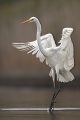 Silberreiher - Casmerodius albus Tagreiher Schreitvoegel Sachsen