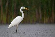 Silberreiher - Casmerodius albus Tagreiher Schreitvoegel Sachsen