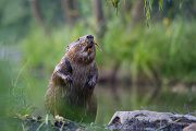 Biber - Castor fiber Biber Muldental Grimma Sachsen Biber in Sachsen Saeugetiere Europaeischer Biber richter-naturfotografie.de Sachsen Muldebiber Nagetiere Biberburg Fraßspuren Biberdamm Damm Jungbiber Biberverwandte