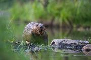 Biber - Castor fiber Biber Muldental Grimma Sachsen Biber in Sachsen Saeugetiere Europaeischer Biber richter-naturfotografie.de Sachsen Muldebiber Nagetiere Biberburg Fraßspuren Biberdamm Damm Jungbiber Biberverwandte