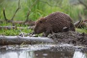 Biber - Castor fiber Biber Muldental Grimma Sachsen Biber in Sachsen Saeugetiere Europaeischer Biber richter-naturfotografie.de Sachsen Muldebiber Nagetiere Biberburg Fraßspuren Biberdamm Damm Jungbiber Biberverwandte