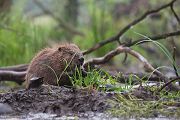 Biber - Castor fiber Biber Muldental Grimma Sachsen Biber in Sachsen Saeugetiere Europaeischer Biber richter-naturfotografie.de Sachsen Muldebiber Nagetiere Biberburg Fraßspuren Biberdamm Damm Jungbiber Biberverwandte
