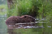 Elbebiber Biber - Castor fiber Biber Muldental Grimma Sachsen Biber in Sachsen Saeugetiere Europaeischer Biber richter-naturfotografie.de Sachsen Muldebiber Nagetiere Biberburg Fraßspuren Biberdamm Damm Jungbiber Biberverwandte