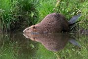 Elbebiber Biber - Castor fiber Biber Muldental Grimma Sachsen Biber in Sachsen Saeugetiere Europaeischer Biber richter-naturfotografie.de Sachsen Muldebiber Nagetiere Biberburg Fraßspuren Biberdamm Damm Jungbiber Biberverwandte