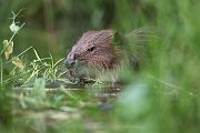 Elbebiber Biber - Castor fiber Biber Muldental Grimma Sachsen Biber in Sachsen Saeugetiere Europaeischer Biber richter-naturfotografie.de Sachsen Muldebiber Nagetiere Biberburg Fraßspuren Biberdamm Damm Jungbiber Biberverwandte