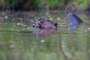 Elbebiber Biber - Castor fiber Biber Muldental Grimma Sachsen Biber in Sachsen Saeugetiere Europaeischer Biber richter-naturfotografie.de Sachsen Muldebiber Nagetiere Biberburg Fraßspuren Biberdamm Damm Jungbiber Biberverwandte