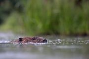 Elbebiber Biber - Castor fiber Biber Muldental Grimma Sachsen Biber in Sachsen Saeugetiere Europaeischer Biber richter-naturfotografie.de Sachsen Muldebiber Nagetiere Biberburg Fraßspuren Biberdamm Damm Jungbiber Biberverwandte